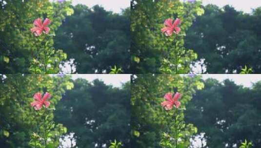 朱槿花环绕拍摄高清在线视频素材下载
