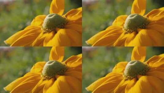 春天黄花的花瓣高清在线视频素材下载