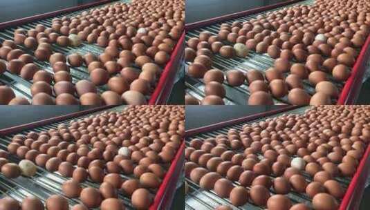 工厂流水线生产鸡蛋中高清在线视频素材下载