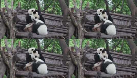 大熊猫(01)高清在线视频素材下载