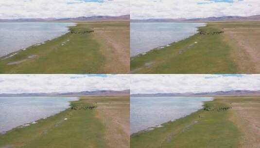 西藏阿里北线一错再措高原湖天上阿里牦牛群高清在线视频素材下载
