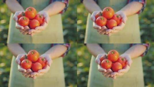 农夫的双手捧着西红柿高清在线视频素材下载