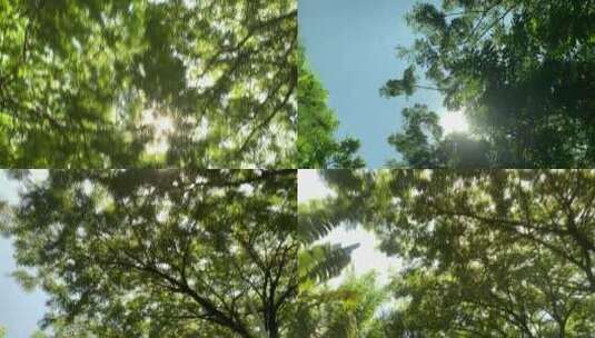 阳光穿越树枝高清在线视频素材下载