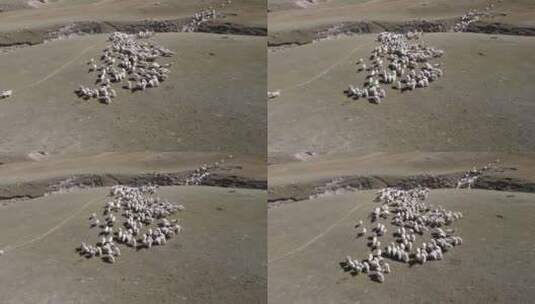 羊群航拍高清在线视频素材下载