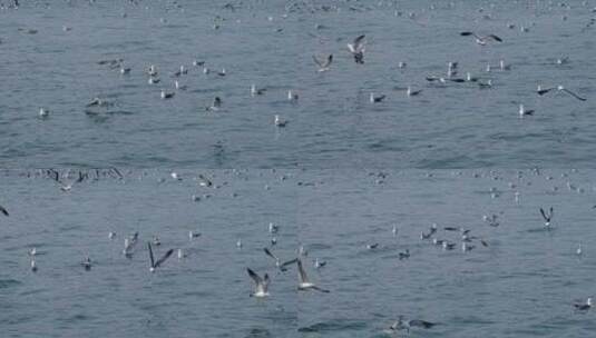 滨海景区景点海面上的海鸥实拍高清在线视频素材下载