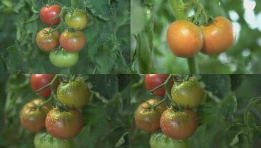 穆棱西红柿种植大棚高清在线视频素材下载
