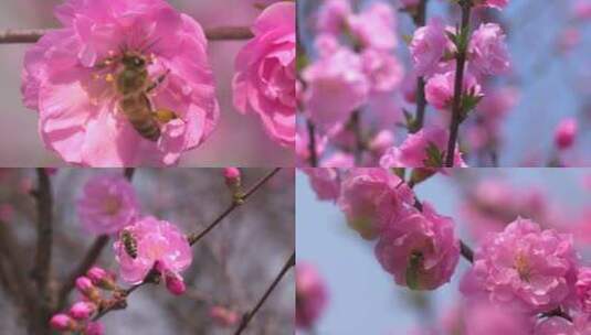 蜜蜂花朵高清在线视频素材下载