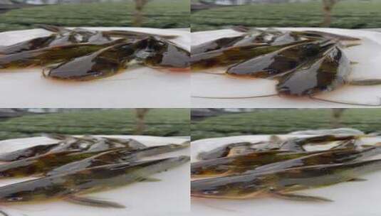 黄骨鱼4K实拍视频高清在线视频素材下载
