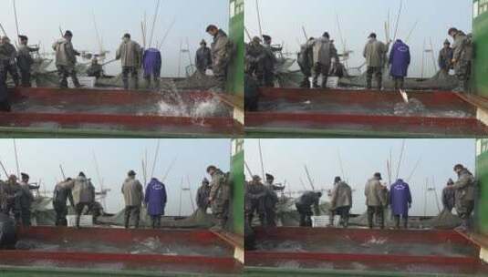 湖区渔民在围网拆除后捕鱼高清在线视频素材下载