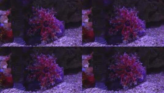 海苹果海葵触手珊瑚高清在线视频素材下载