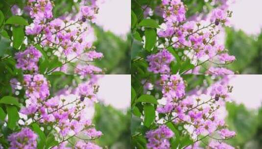 4K春天紫花盛开高清在线视频素材下载