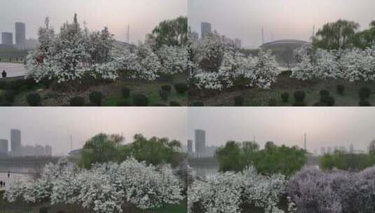 洛阳植物园樱花万物复苏春天公园道路航拍高清在线视频素材下载