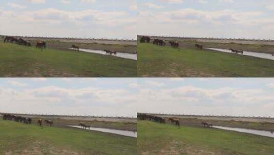 河边的马群高清在线视频素材下载
