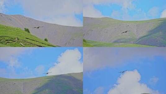 西藏萨普神山下的野生动物高清在线视频素材下载