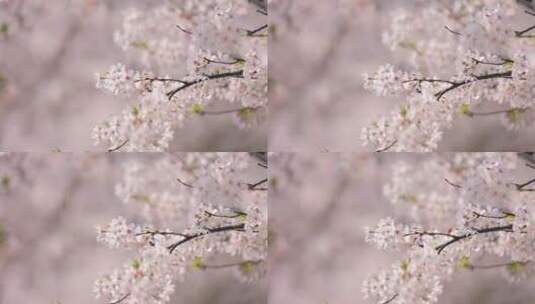 杭州花港观鱼景区春季樱花高清在线视频素材下载