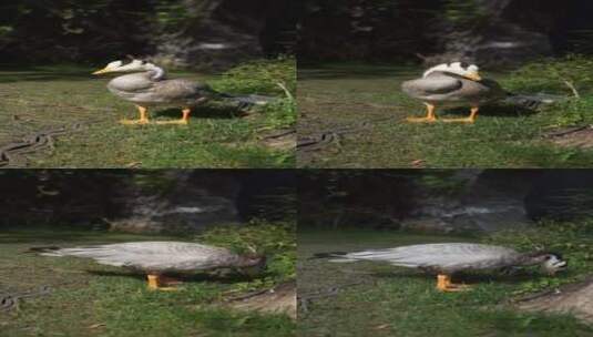 鸭子斑头雁在公园中行走吃草高清在线视频素材下载