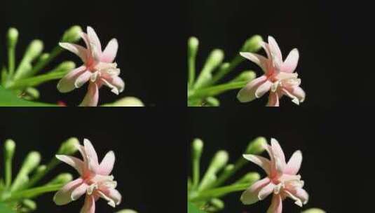 微风中的淡粉色花朵高清在线视频素材下载
