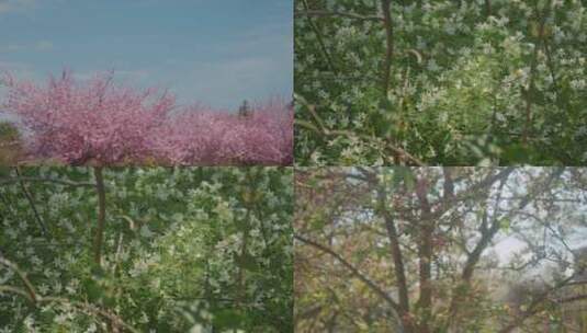 春夏鲜花开放阳光温暖高清在线视频素材下载
