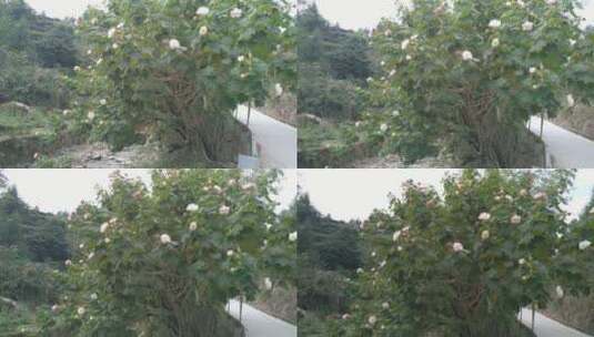 漂亮木芙蓉花朵高清在线视频素材下载