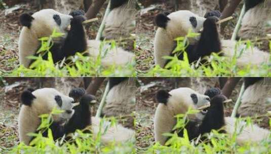 成都大熊猫吃竹叶特写素材高清在线视频素材下载