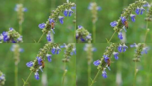 蜜蜂在紫色薰衣草上飞舞采蜜慢镜头高清在线视频素材下载