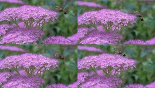 花朵上的飞蛾蛾子高清在线视频素材下载
