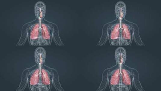 医学人体器官肺呼吸肺活量深呼吸三维动画高清在线视频素材下载