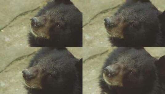 可爱的黑熊高清在线视频素材下载