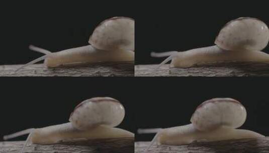 蜗牛爬行头部特写LOG高清在线视频素材下载