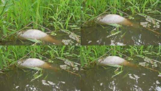 污染池塘里漂浮着的死鱼高清在线视频素材下载