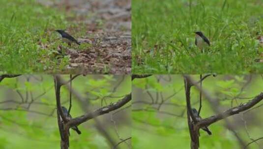 森林中觅食的黑色小鸟高清在线视频素材下载