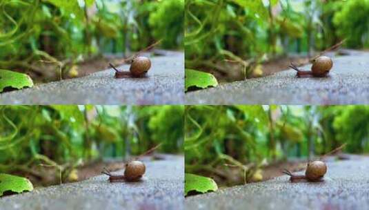 下雨天爬行中的蜗牛向前爬行高清在线视频素材下载
