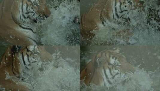 老虎慢动作地在水中嬉戏高清在线视频素材下载