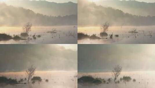 清晨湖面雾气高清在线视频素材下载