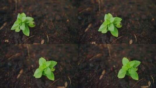 植物 土壤 幼苗 生长高清在线视频素材下载