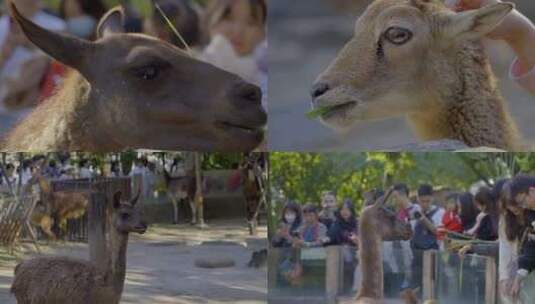 2023广州动物园游览羊驼高清在线视频素材下载