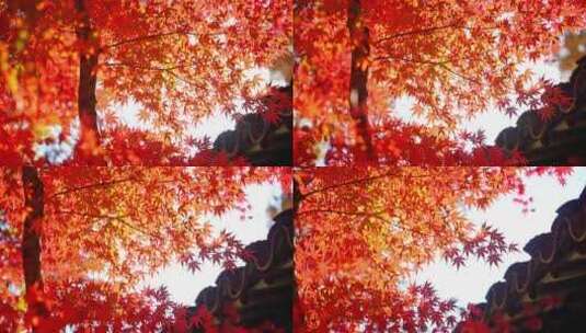 秋天枫树林红色枫叶森林树林高清在线视频素材下载
