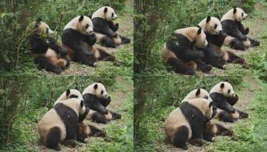 三只可爱国宝大熊猫坐在地上吃苹果高清在线视频素材下载