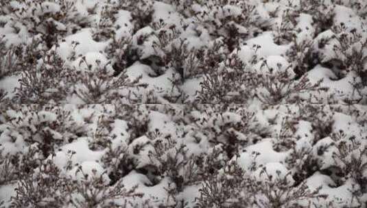 冬季雪花飘落到植物上的雪景高清在线视频素材下载