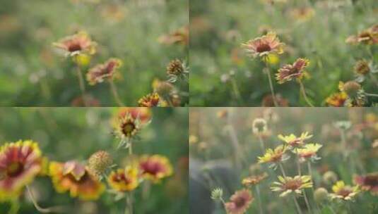 野菊花 天人菊花高清在线视频素材下载