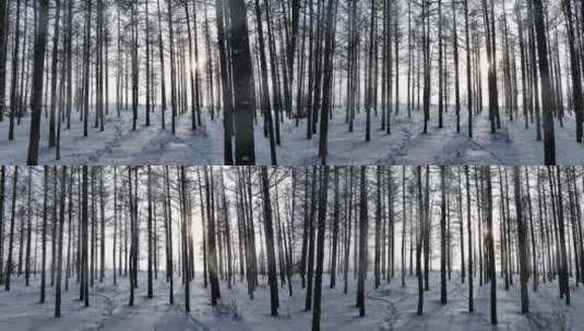阳光光影雪原松林高清在线视频素材下载
