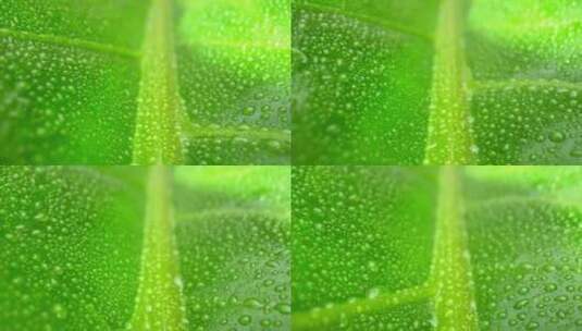 一段微距视频捕捉到了湿绿叶上闪闪发光的水高清在线视频素材下载
