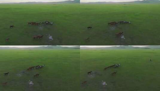 呼伦贝尔草原夏季牧场马群高清在线视频素材下载