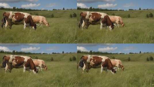 牧场 奶牛 自然 农业高清在线视频素材下载