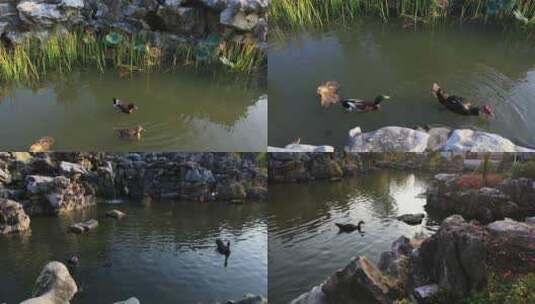 苏州园林漂亮悠闲鸭子高清在线视频素材下载