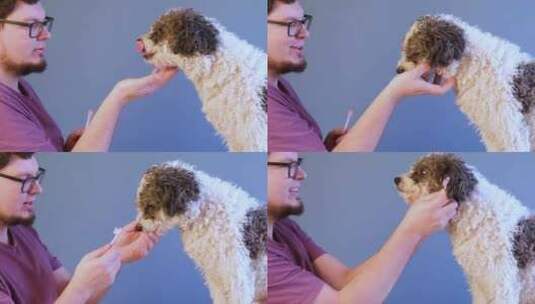 男人给他的狗刷牙高清在线视频素材下载