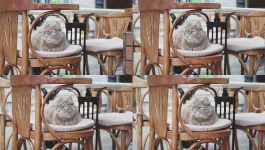 灰色猫坐在伊斯坦布尔咖啡馆街的椅子上高清在线视频素材下载