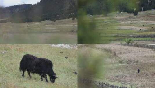 西藏宁静的山村高清在线视频素材下载