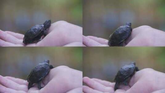 男孩把一只小乌龟放在你的手掌上，它会缓慢高清在线视频素材下载