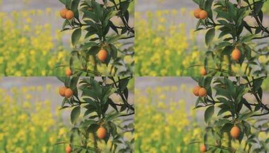 春天桔树上美丽的金桔高清在线视频素材下载